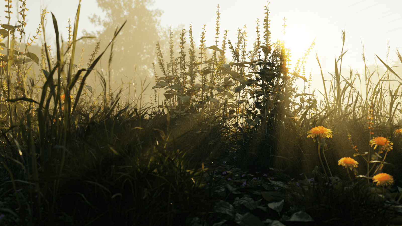Sun Rays Through Nature
